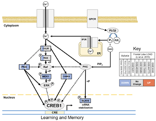 Memory Pathway